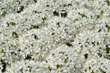 Dev hogweed veya heracleum mantegazzianum.