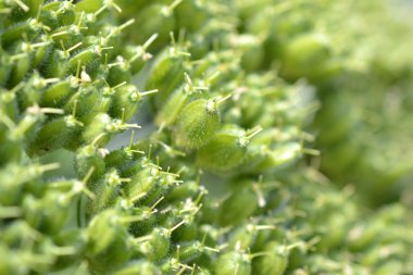 Dev hogweed veya heracleum mantegazzianum.