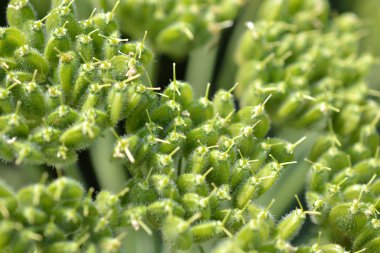 Dev hogweed veya heracleum mantegazzianum.