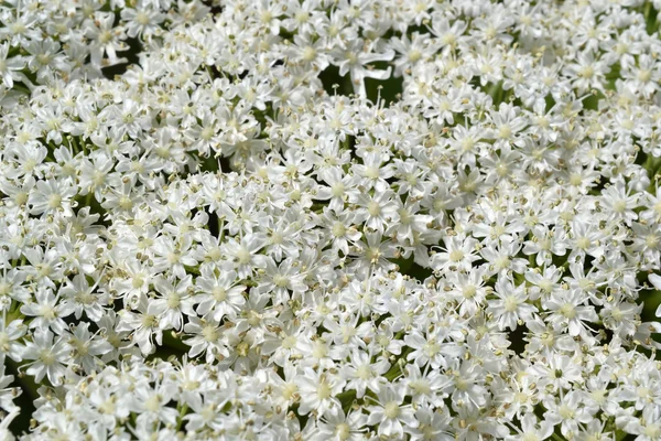 Reus Berenklauw of heracleum mantegazzianum. — Stockfoto
