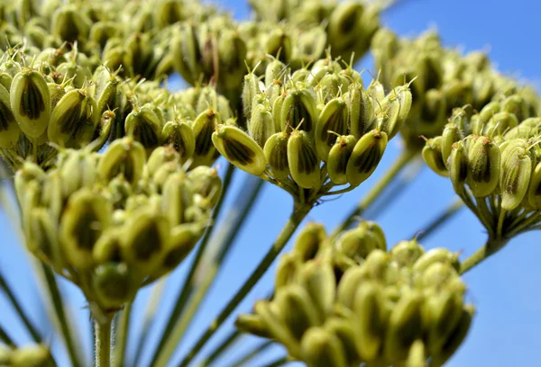 거 대 한 hogweed 또는 heracleum mantegazzianum. — 스톡 사진