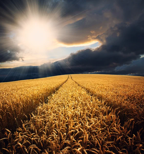 Wheat field at sunset — Stock Photo, Image