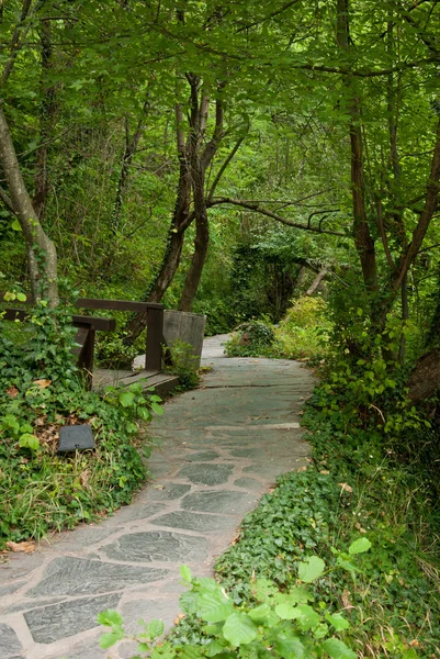 stock image A path between the trees