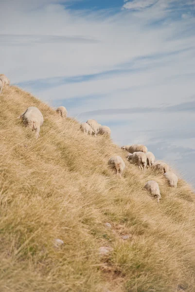 Ovce v horách — Stock fotografie