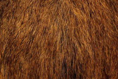 Wild boar fur clipart