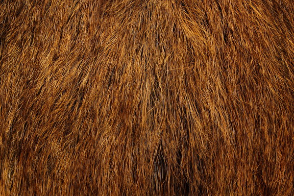 Wild boar fur