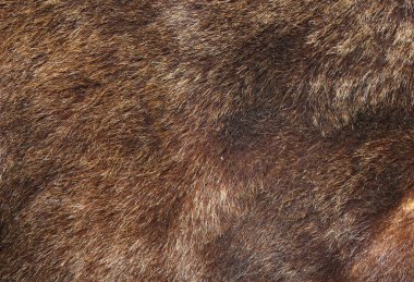 Brown bear fur texture