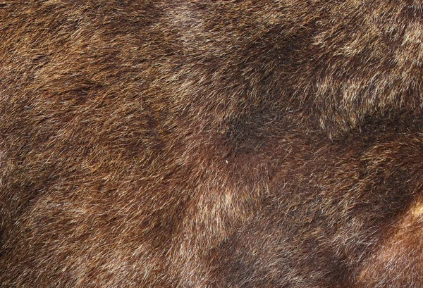 Textura de pele de urso marrom — Fotografia de Stock