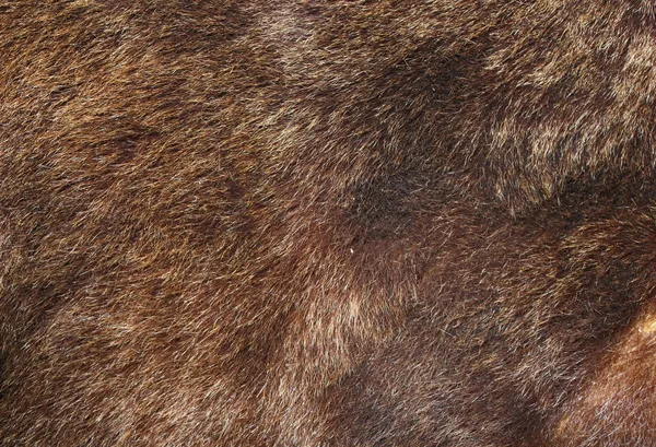 Barna medve szőrme textúra Stock Fotó