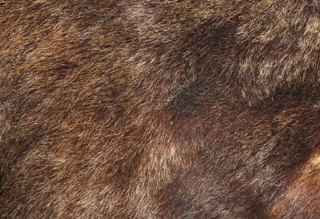 Bear Fur Texture