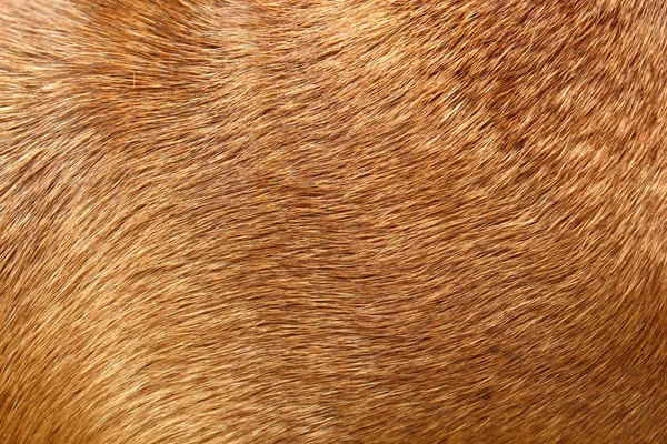 Dog fur — Stock Photo, Image