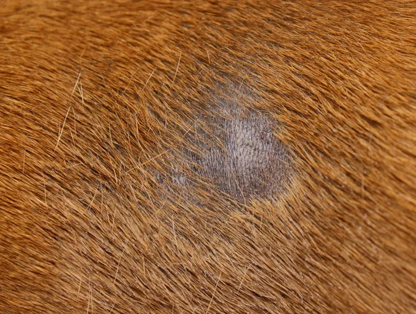Infecção por fungos no cão — Fotografia de Stock