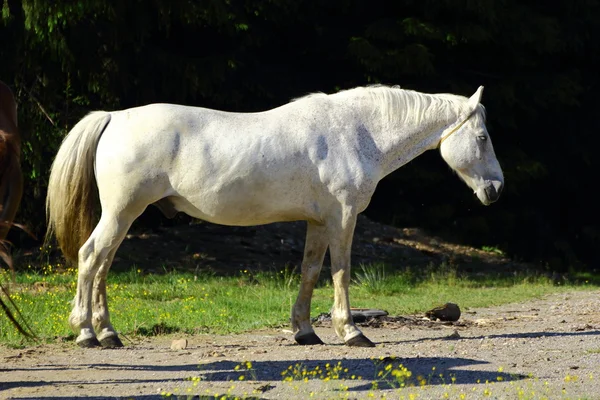 Όμορφο λευκό άλογο — Φωτογραφία Αρχείου