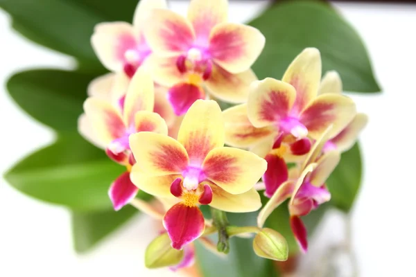 Stock image Orchid over white