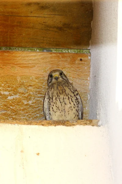 Cernícalo común en el nido — Foto de Stock