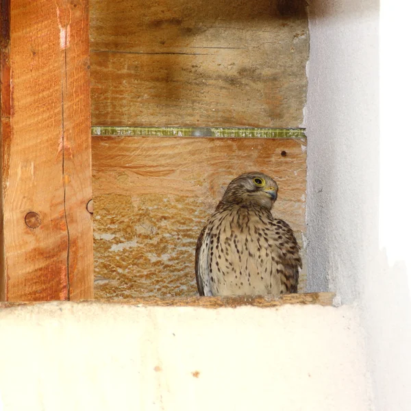 Juvenile kestrel on nest — Stock Photo, Image