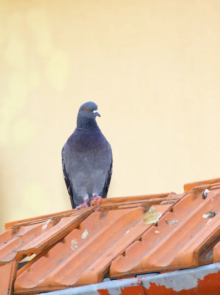 Single pigeon — Stok fotoğraf