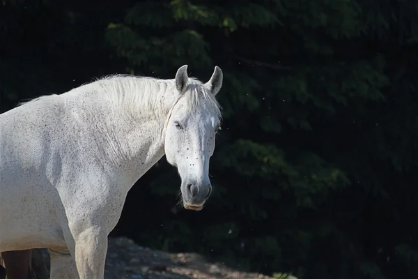 Portrét koně — Stock fotografie