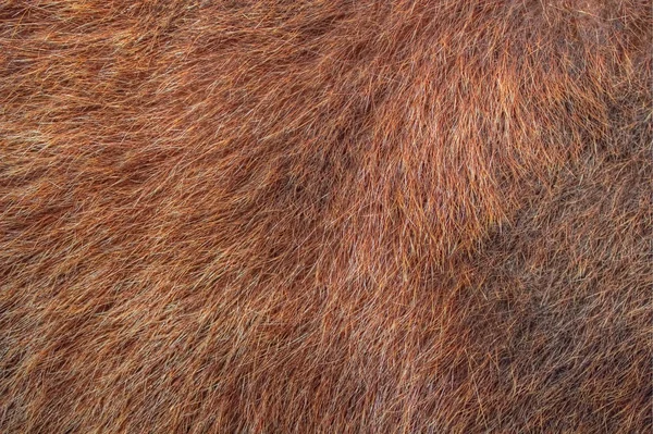 Textured bear fur — Stock Photo, Image