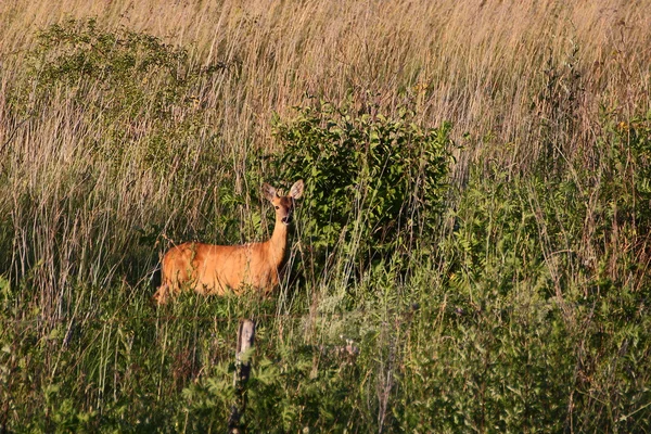 Roe deer doe — Stock Photo, Image