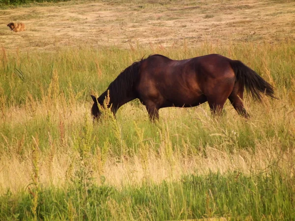 フィールドの茶色の馬は — ストック写真