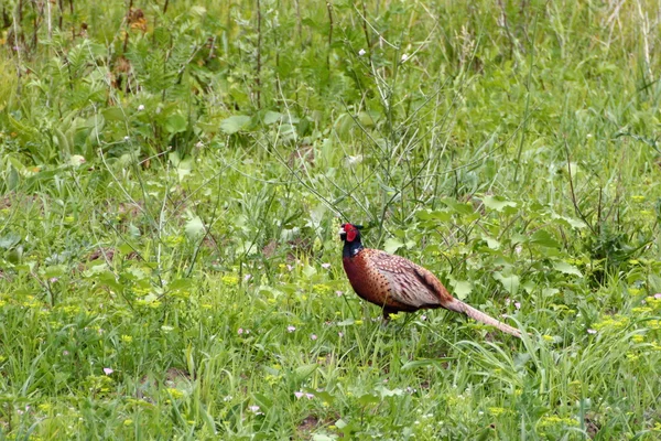 Мужской фазан летом — стоковое фото
