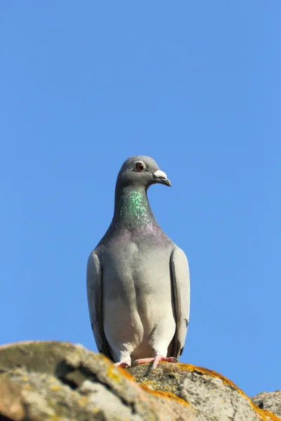 Rasechte duif op het dak — Stockfoto