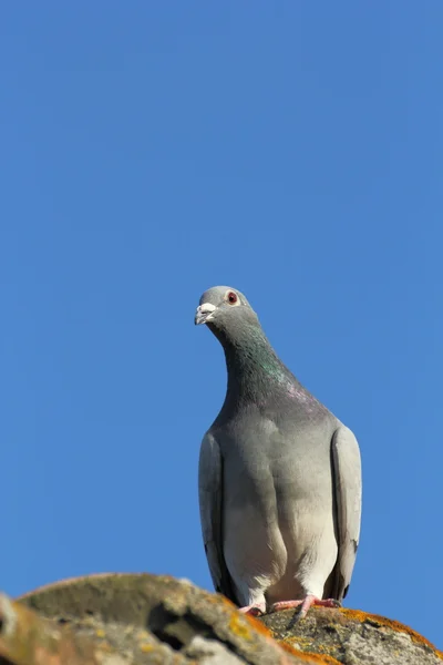 Purebreed güvercin — Stok fotoğraf