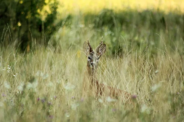 Roebuck di rumput besar — Stok Foto