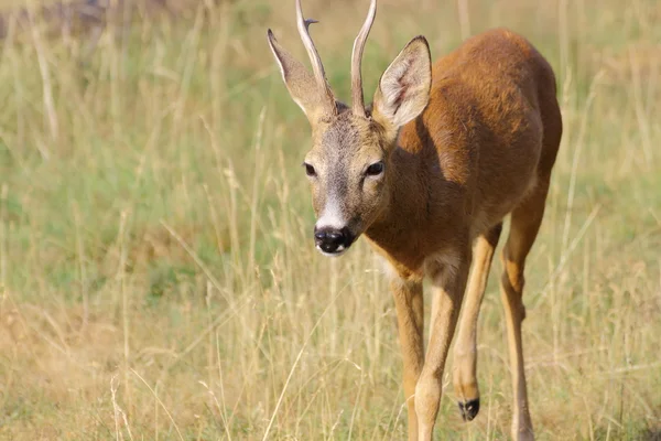 Roe deer buck approaching — Stock Photo, Image