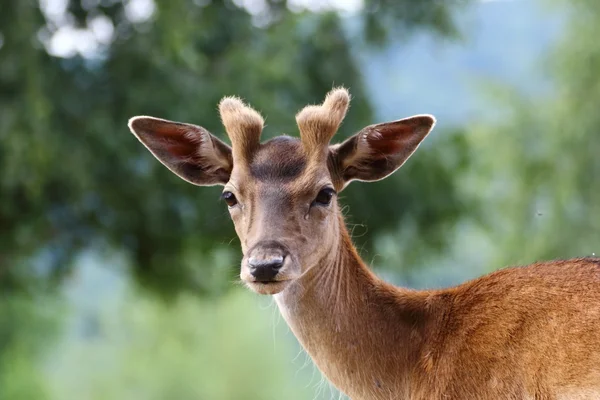 Fallow deer stag — Stock Photo, Image