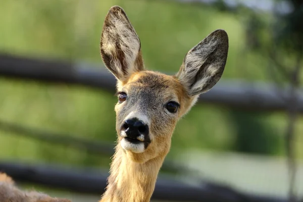 Portrét roe deer — Stock fotografie