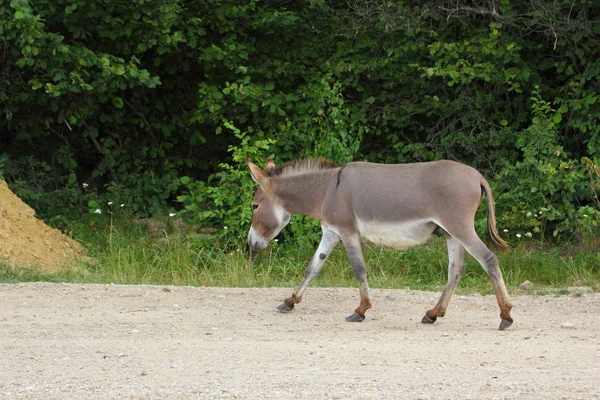 Donkey on the road — Stock Photo, Image