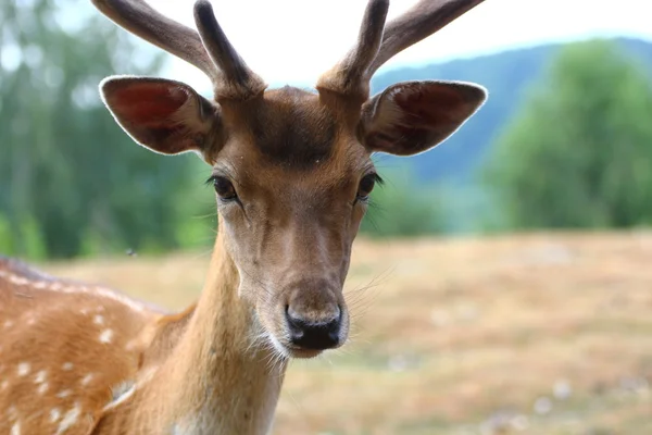 Fallow deer male — Stock Photo, Image