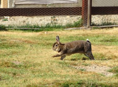 Funny rabbit clipart