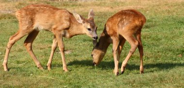 Roe deer babies clipart