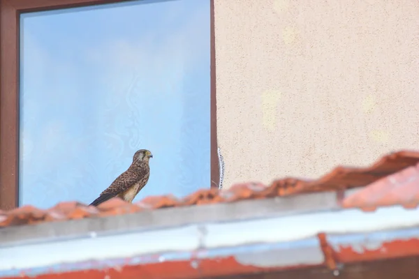 Falco en zona urbana — Foto de Stock