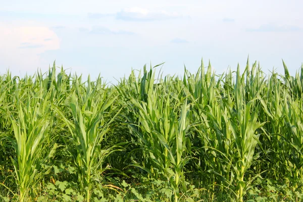 Maize field — Stock Photo, Image