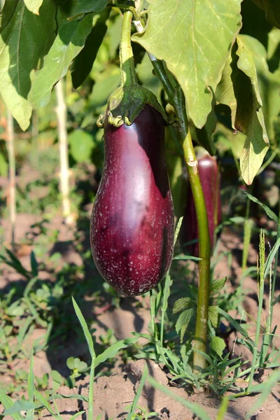 Stock image Eggplants in the garden