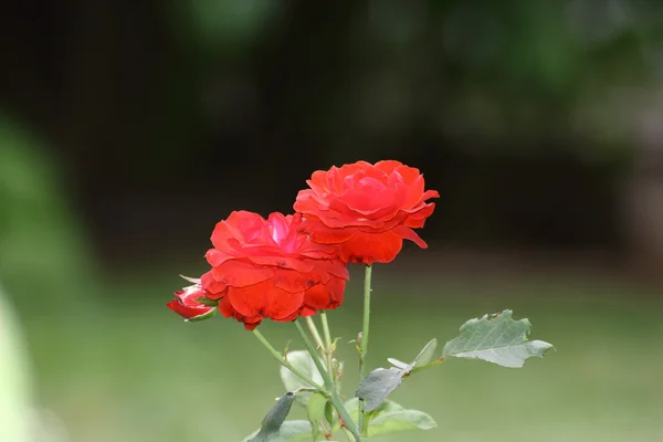 Rød rose – stockfoto