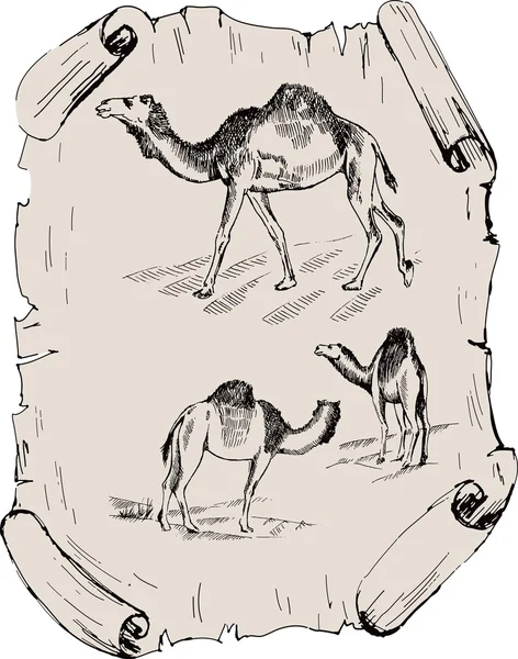 Καμήλα. ζωολογικός κήπος — Διανυσματικό Αρχείο