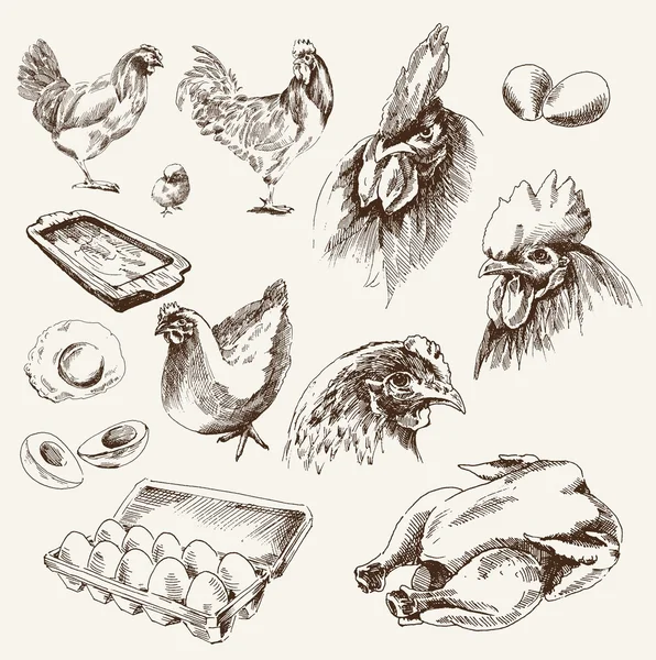 Élevage de poulet — Image vectorielle