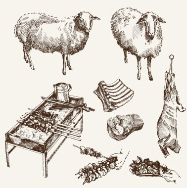 Sheep breeding clipart