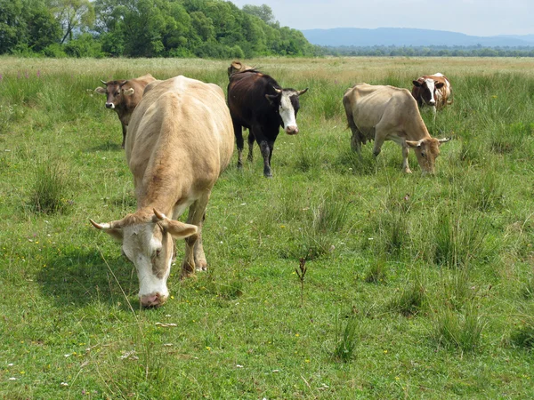 Manada de vacas — Fotografia de Stock