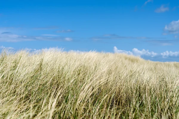 Dune grass before blue sky — Stock Photo, Image