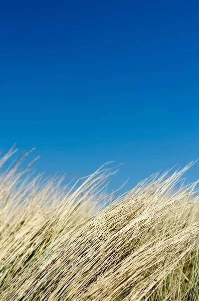Gress i dyne foran blå himmel – stockfoto