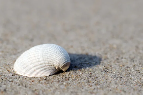 Shell ligt op het strand — Stockfoto