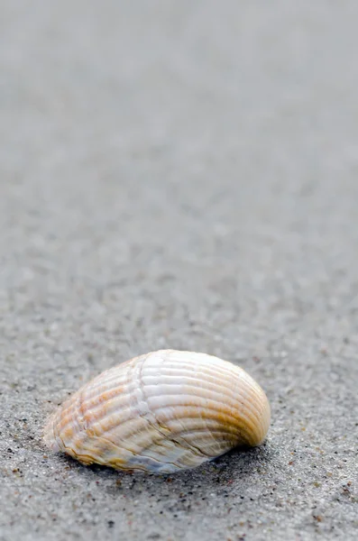 Shell ligt op het strand — Stockfoto