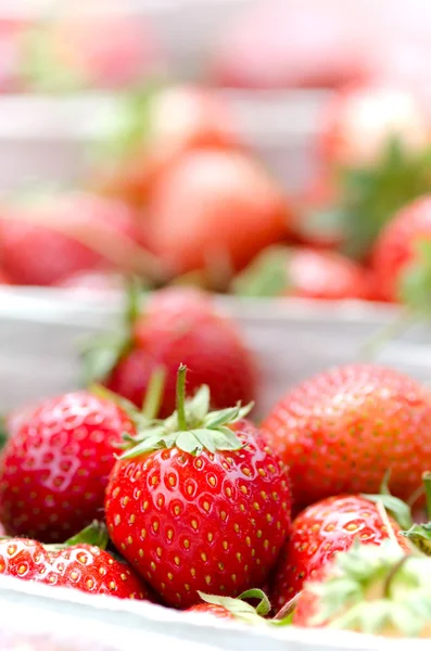 草莓 — 图库照片