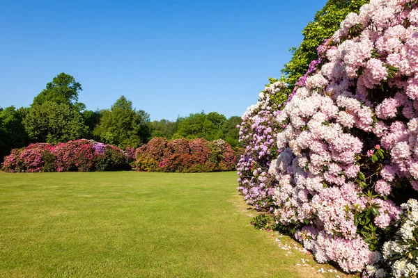 Arbustos de flores de rododenrón en un jardín soleado — Foto de Stock